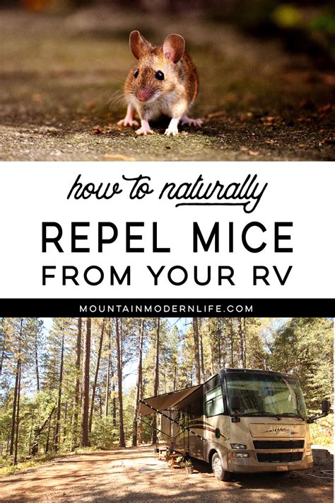 The Secret To Keeping Mice Out Of Your RV 